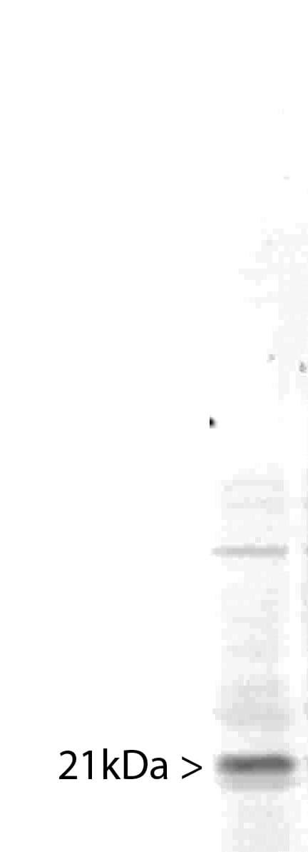 IHC-plus™ Polyclonal Chicken anti-Human PIN1 Antibody (IHC, IF, WB)