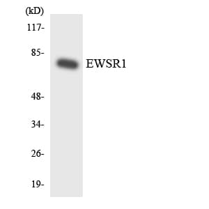 EWSR1 / EWS Antibody (aa406-455)