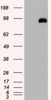 USP13 Antibody (clone OTI4G1)