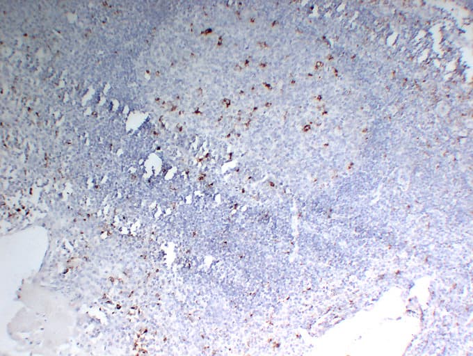 CD68 Antibody (clone ABT-CD68)