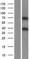 MMP16 Protein (Over-Expression Lysate Myc-DDK (Flag))