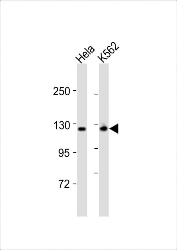RBSN / Rabenosyn 5 Antibody (aa41-65)