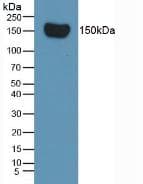 CFH / Complement Factor H Antibody (clone C1)