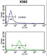 IHC-plus™ SLC3A1 / ATR1 Antibody (aa156-184)