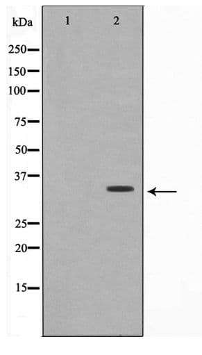 COX6C Antibody