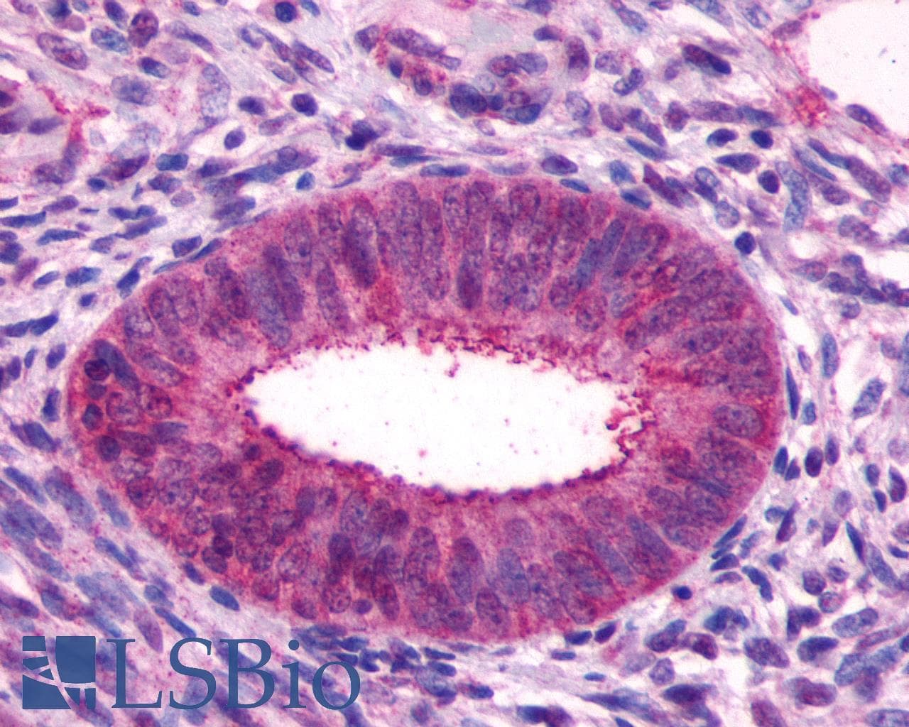 PathPlus™ GPR27 Antibody (C-Terminus)