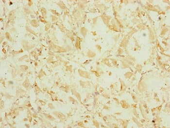 EF1G / EEF1G Antibody