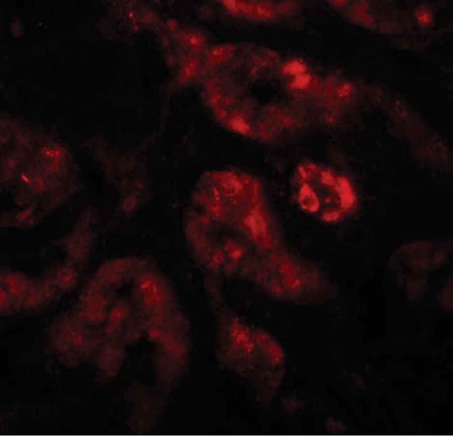 IHC-plus™ Requiem / DPF2 Antibody