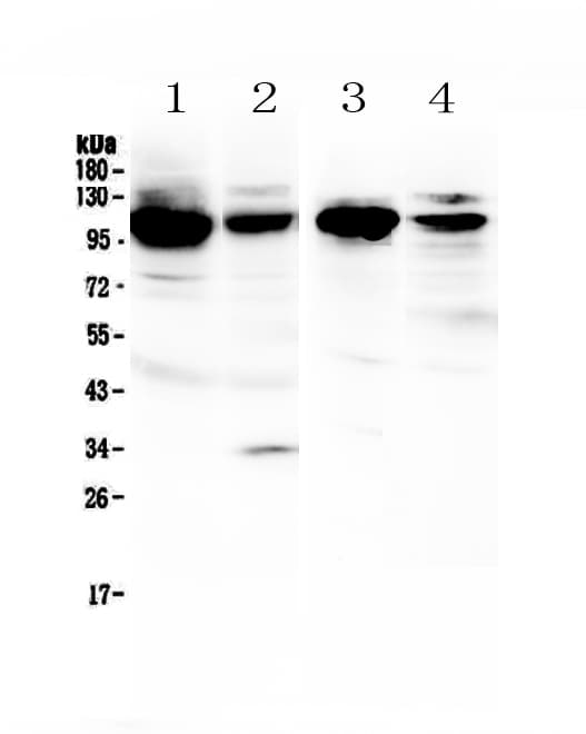 VCAM1 / CD106 Antibody
