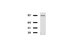 CD19 Antibody (clone UMAB103)