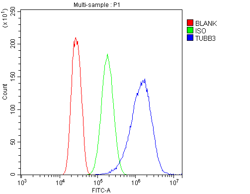 Polyclonal Rabbit anti-Human TUBB / Beta Tubulin Antibody (IHC, WB)