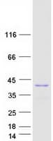 Human TCEA2 / TFIIS Protein (Recombinant Myc-DDK (Flag))