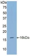 FURIN Antibody (aa385-500, Cy3)