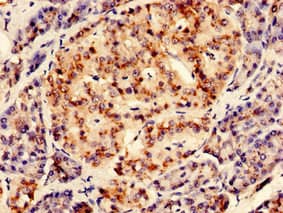 RGS2 Antibody (aa1-211)