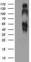 BTLA / CD272 Antibody (clone OTI2G2, Carrier-free)