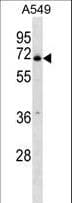 PLBD2 Antibody (aa174-203)