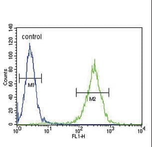 Polyclonal Rabbit anti-Human HSD17B12 Antibody (aa126-155, IHC, WB)