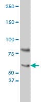 IHC-plus™ CRY1 Antibody (clone 4H4-1C4)