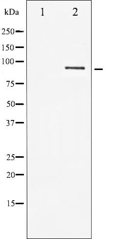 STAT5B Antibody