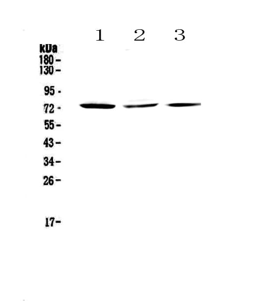 CRTC2 / TORC2 Antibody