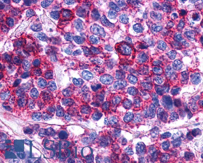 PathPlus™ PTGER2 / EP2 Antibody (N-Terminus)