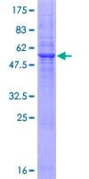 Human RNF130 Protein (Recombinant GST)