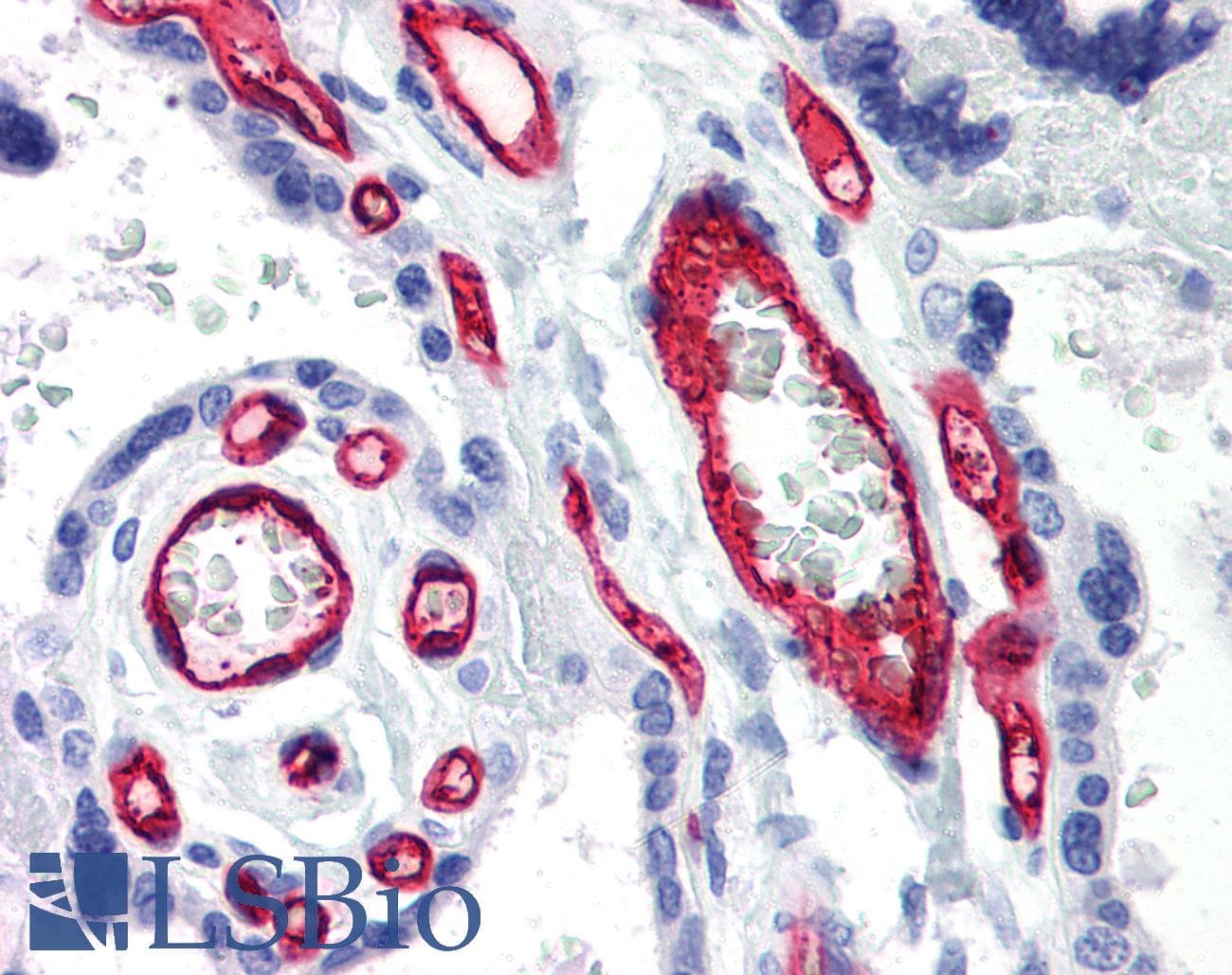 PathPlus™ CD34 Antibody (clone 4H11[APG])