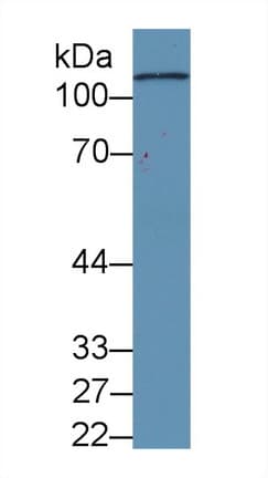 Complement C5 Antibody (APC)