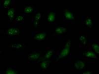 Monoclonal Mouse anti-Human ORC6 / ORC6L Antibody (clone 2679C2b, IF, WB)