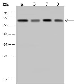 TAB1 Antibody