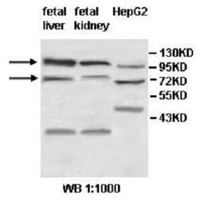 ZNF184 Antibody (aa316-586)