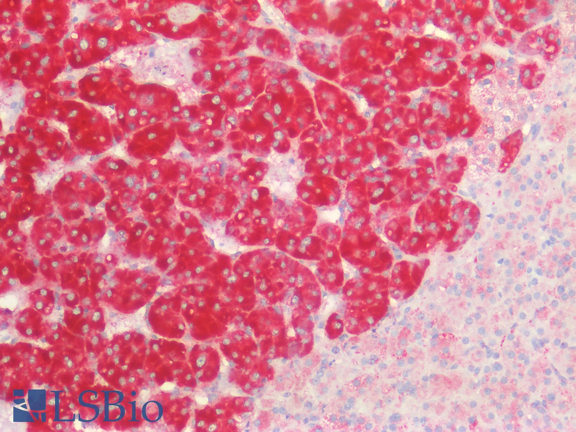 IHC-plus™ CD63 Antibody (clone LAMP3/2990R, Azide-free, Carrier-free)