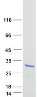 Human PVRL3 / Nectin-3 Protein (Recombinant Myc-DDK (Flag))