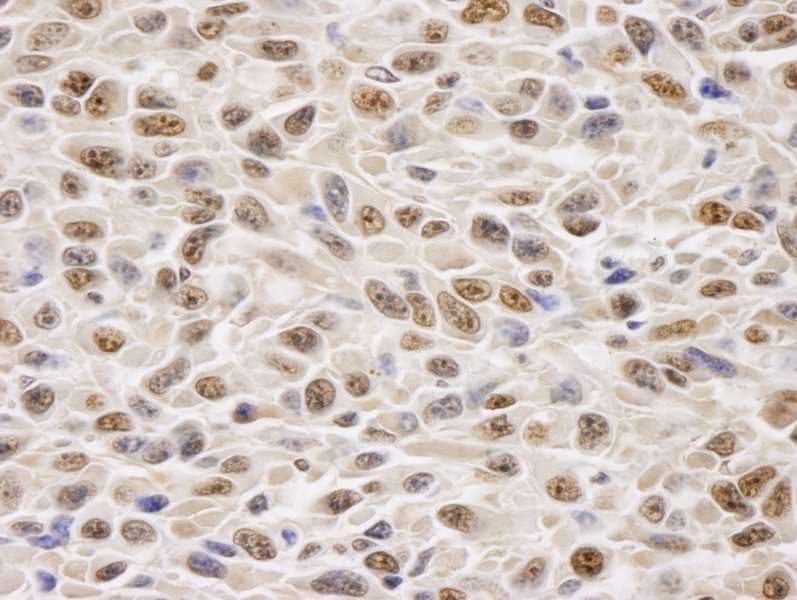 GAPDH Antibody (aa300-C-term)