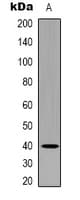 LEFTY1+2 Antibody (C-Terminus)