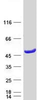 Human CRYZL1 Protein (Recombinant Myc-DDK (Flag))
