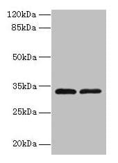 TMEM71 Antibody