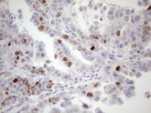 CDCA8 / Borealin Antibody (clone OTI4G3, Carrier-free)