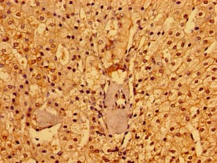 PACSIN3 Antibody