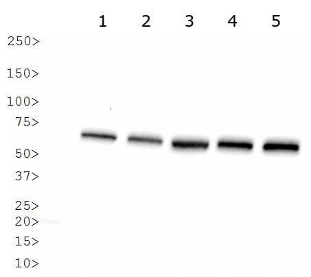 Heat Shock Protein 70 / HSPA1A Antibody