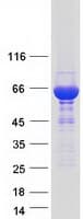 Human STXBP1 / MUNC18-1 Protein (Recombinant Myc-DDK (Flag))