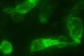 DYKDDDDK Tag Antibody (clone 5A8E5)