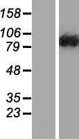 DENND1C Protein (Over-Expression Lysate Myc-DDK (Flag))