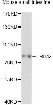 KIAA0517 / TRIM2 Antibody