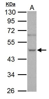 IHC-plus™ NOVA1 Antibody (C-Terminus)