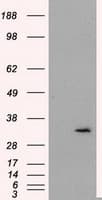 FAHD2A Antibody (clone OTI5A7)
