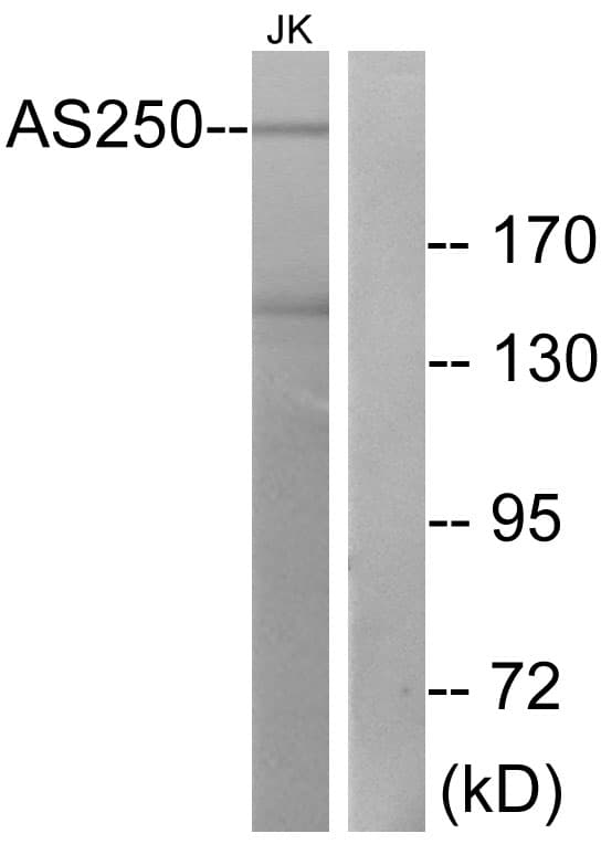 RALGAPA2 Antibody (aa641-690)