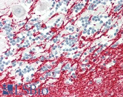 PathPlus™ CNPase Antibody