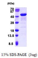 Human GRAP2 / GRID Protein (Recombinant His)