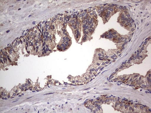 DOCK8 Antibody (aa832-1160, clone OTI4H10)